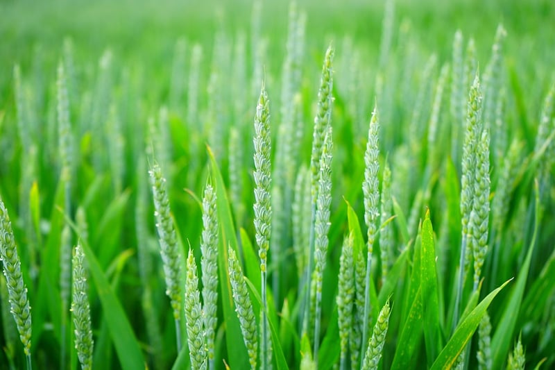 Whole Grains